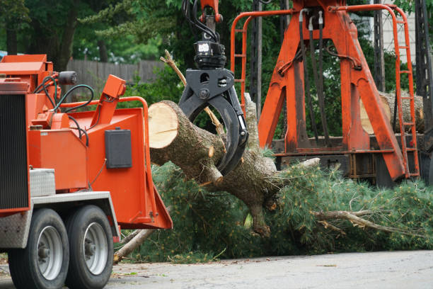  St Martins, MO Tree Service Pros